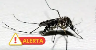 Segundo caso de morte por dengue no Rio Grande do Sul em 2026 é confirmado Segundo caso de morte por dengue no Rio Grande do Sul em 2026 é confirmado