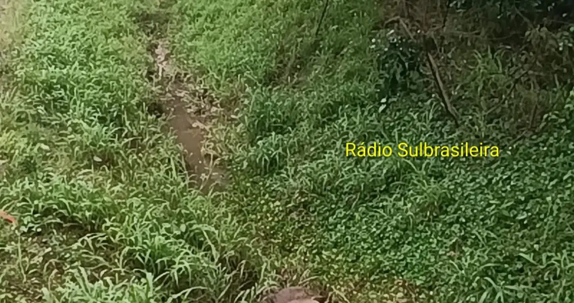 Veado-mateiro é encontrado morto após atropelamento na BR-158 em Panambi