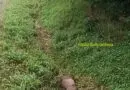 Veado-mateiro é encontrado morto após atropelamento na BR-158 em Panambi