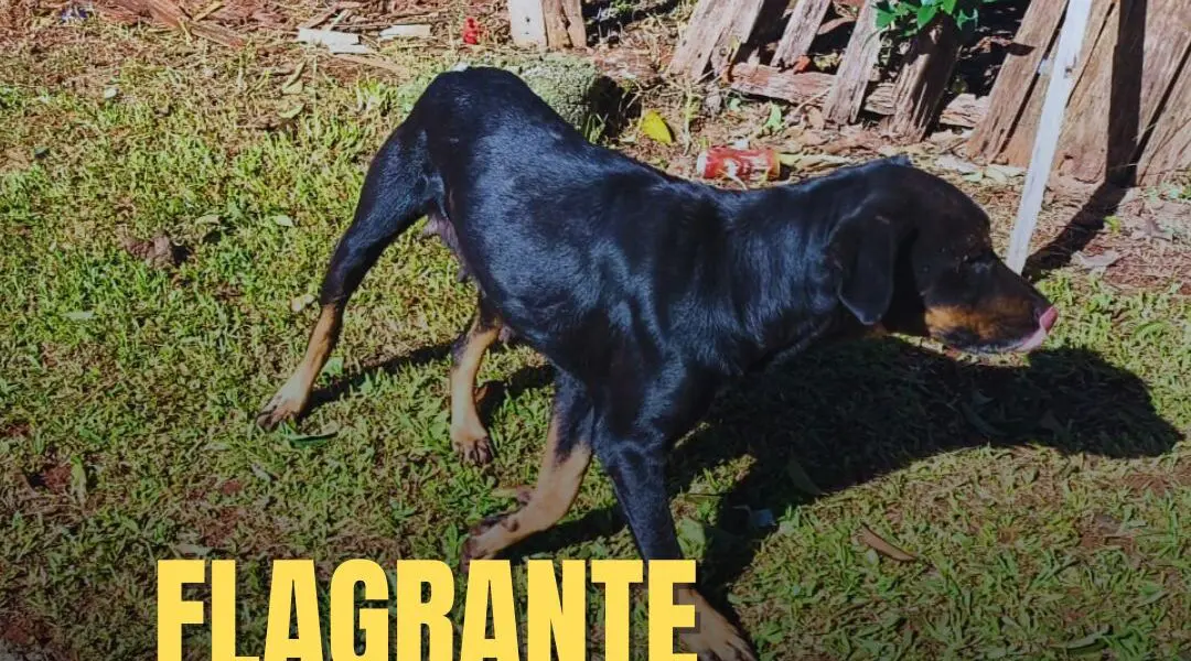 Em Cruz Alta, Brigada Militar autua homem por omissão de cautela na guarda de cão