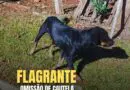 Em Cruz Alta, Brigada Militar autua homem por omissão de cautela na guarda de cão