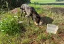 Desova de animais na Linha Morengaba , interior de Panambi