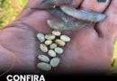 Justiça de Santo Antônio das Missões suspende cobrança de dívida rural de produtor afetado pelo clima