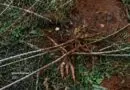  “Amigos do Alheio” voltam para praticar novo furto em um mandiocal no Bairro Arco-íris em Panambi