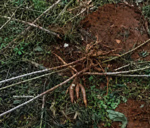 “Amigos do Alheio” voltam para praticar novo furto em um mandiocal no Bairro Arco-íris em Panambi
