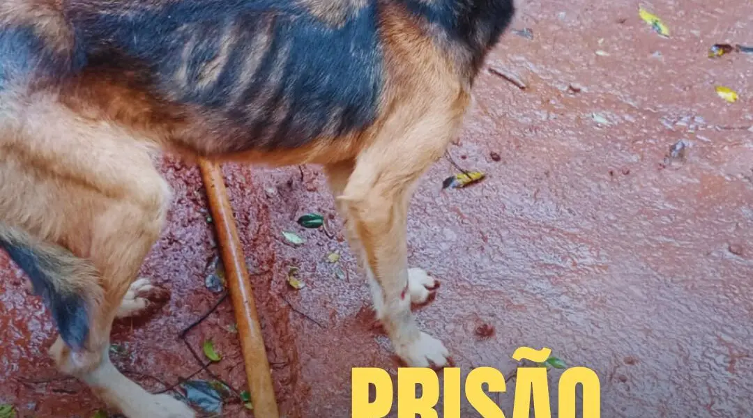 Brigada Militar prende mulher por maus-tratos a cães em Cruz Alta