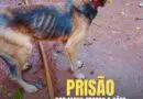 Brigada Militar prende mulher por maus-tratos a cães em Cruz Alta