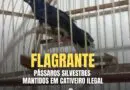 Brigada Militar resgata pássaros silvestres mantidos em cativeiro ilegal em Cruz Alta