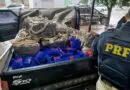 PRF e Polícia Civil prendem dois traficantes com mais de 600 quilos de maconha em São Luiz Gonzaga