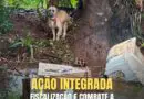 Brigada Militar realiza Operação Força Verde: Fiscalização e Combate a Maus-Tratos a Animais em Panambi e Cruz Alta