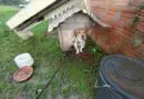 Cão é resgatado em situação de maus-tratos em Cruz Alta