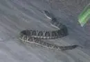 Santa Bárbara do Sul : Cobra é encontrada em residência e assusta moradores