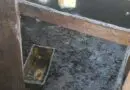 Tentativa de furto inusitado no interior de Condor 