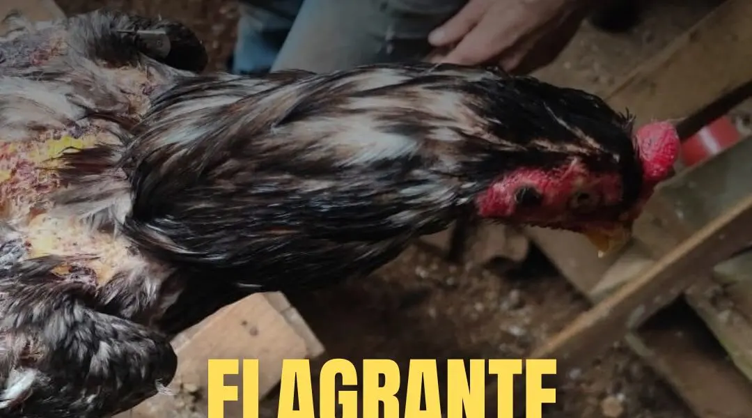 Brigada Militar flagra situação de maus-tratos a galos no município de Alpestre
