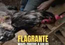 Brigada Militar flagra situação de maus-tratos a galos no município de Alpestre