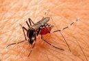 Em 2022, Panambi registrou 56 casos de Dengue