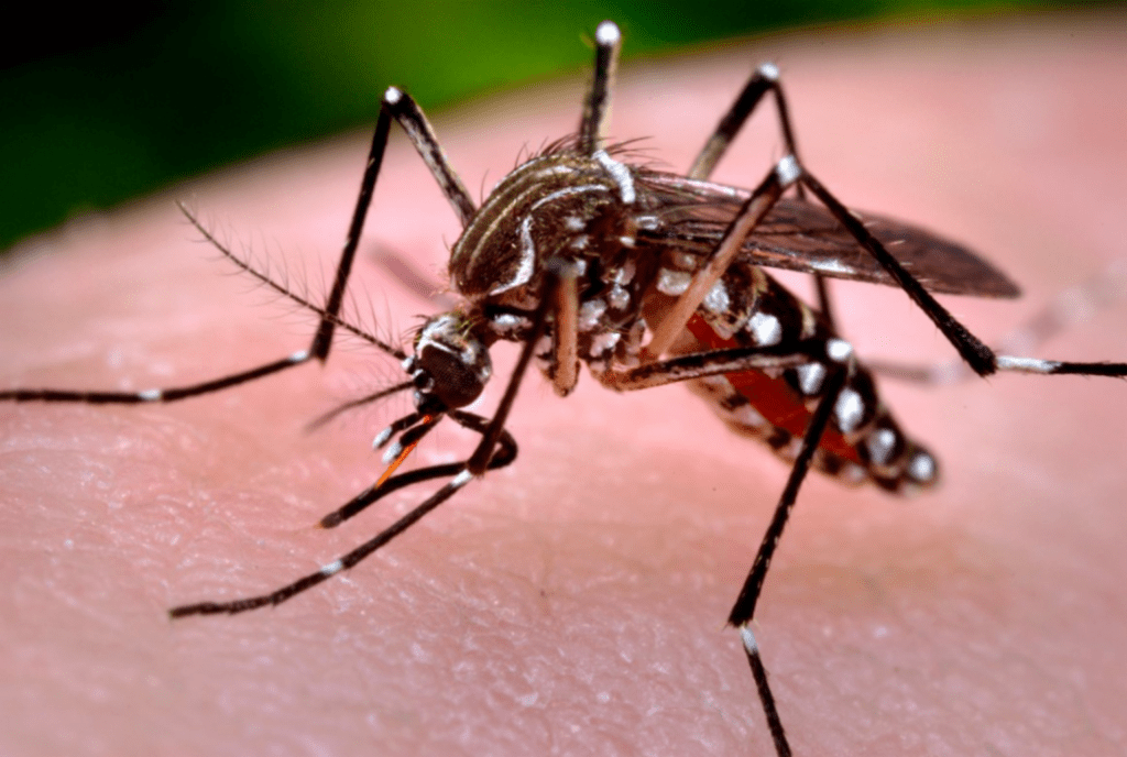 RS chega a 73 mortes por dengue em 2024