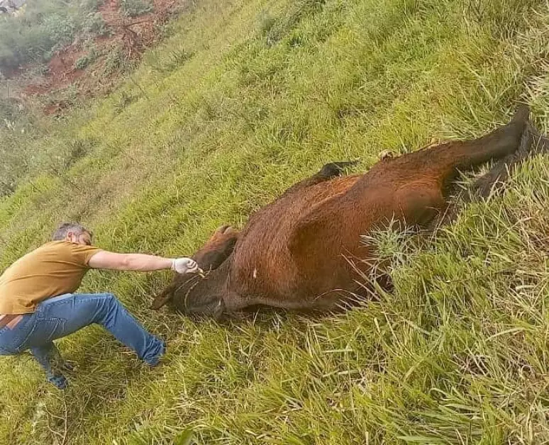 Abelhas matam cavalo em Cerro Largo