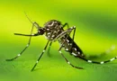 Novos casos de dengue em Panambi e Condor