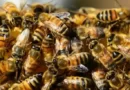 Vizinhos brigam, esbarram em caixas de abelha e insetos provocam ataques a moradores em Catuípe