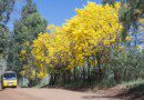Primavera será chuvosa e com temperaturas elevadas