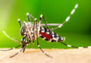 Região da Amuplam  registra 1.828 casos de dengue neste ano
