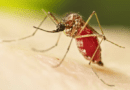 Casos de dengue em Panambi e Condor