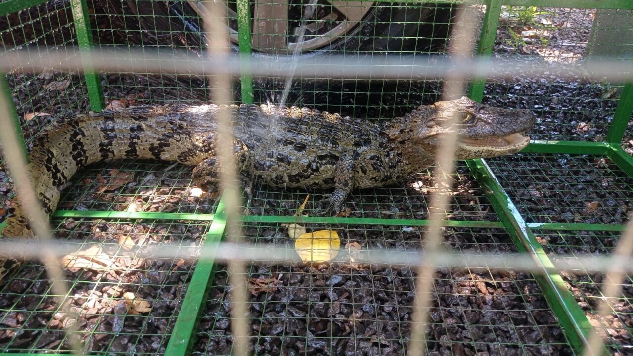 Brigada Militar resgata jacaré no interior de Santo Cristo | Rádio ...