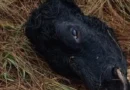 Criminosos abatem duas vacas e furtam animais em Cruz Alta