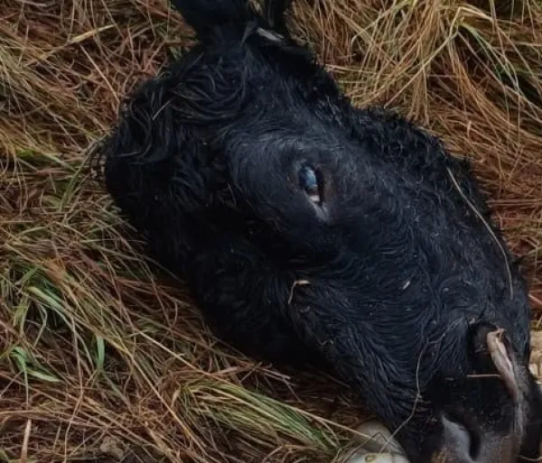 Criminosos abatem duas vacas e furtam animais em Cruz Alta
