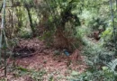 Ossada humana é encontrada no interior de Tapera; restos podem ser de homem desaparecido há quase quatro anos
